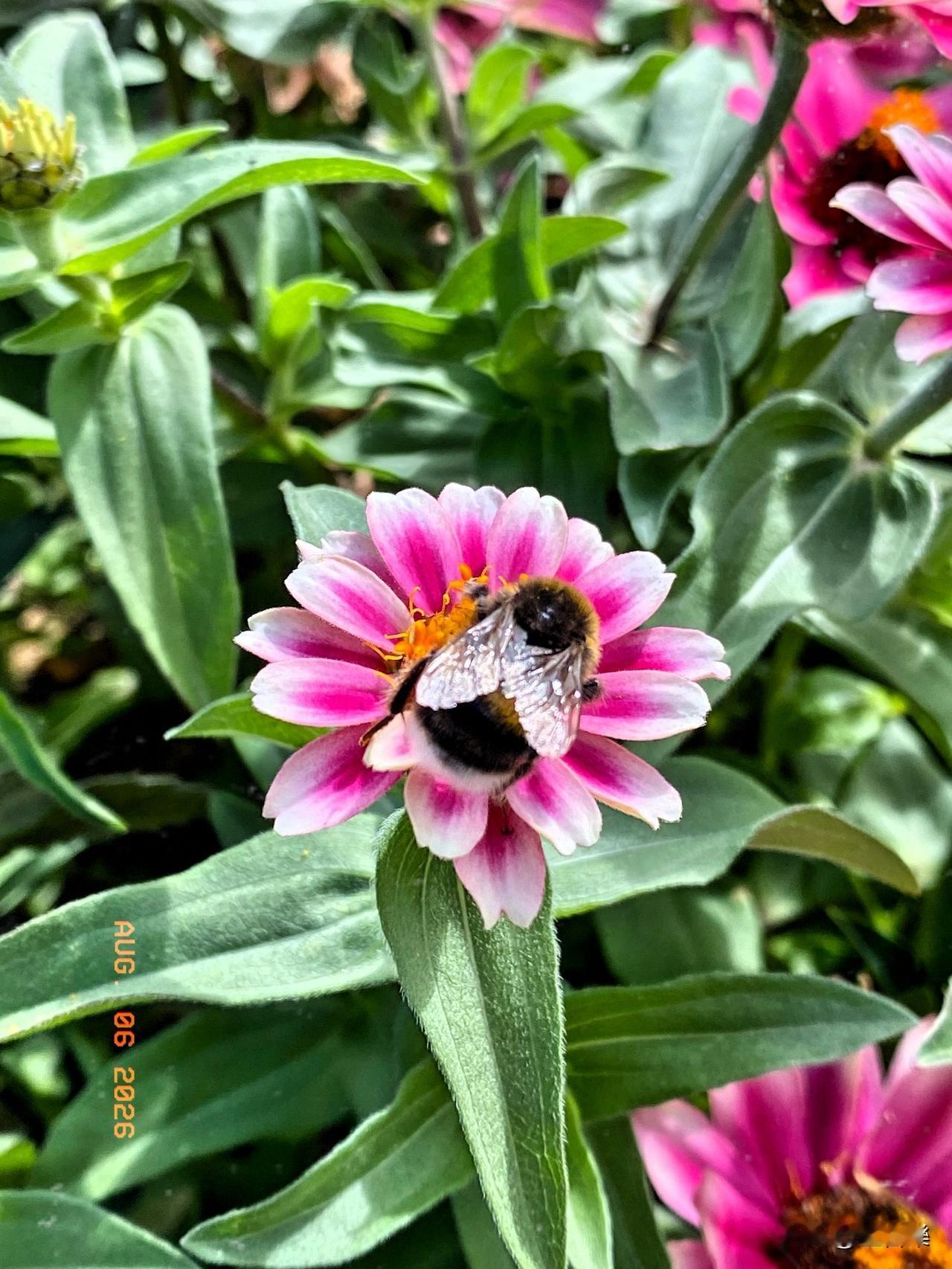 海德公园的蜜蜂🐝，飞呀飞，引得宝宝好奇追逐[大笑][大笑][大笑]
