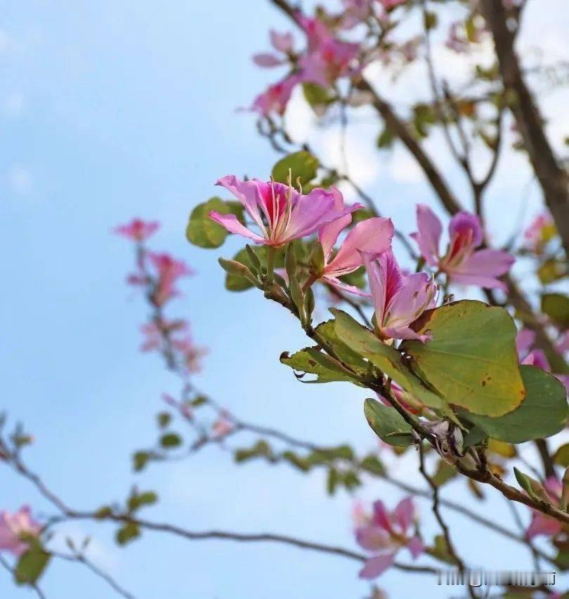 每年这个时候，银滩的街上就开始有点“热闹”了。你偶尔能看到一群拖着行李箱的人，走