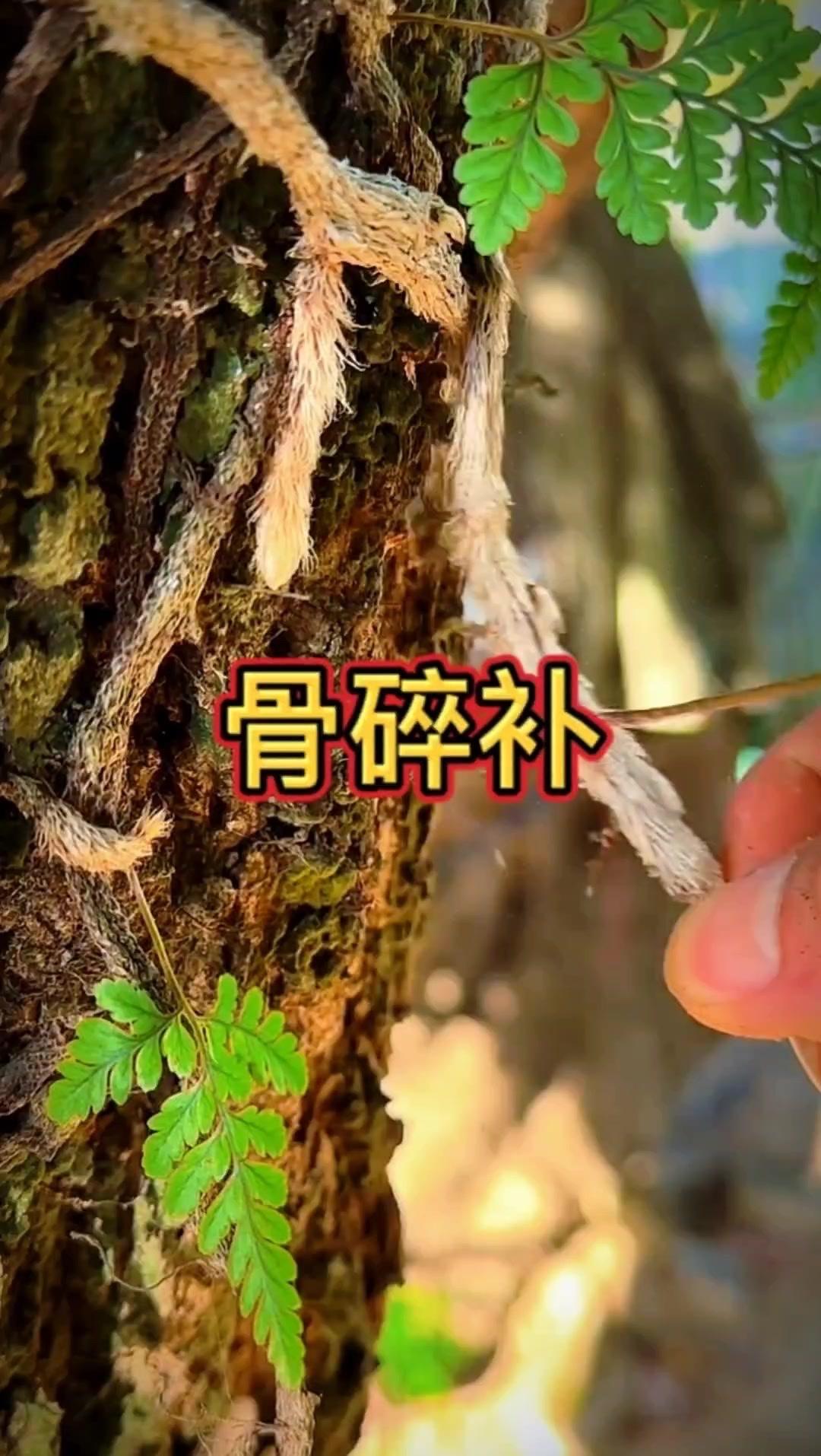 这款骨碎补真的超神奇！它是少数被古代皇帝亲自定名的中药材，很珍贵。

1️⃣名字