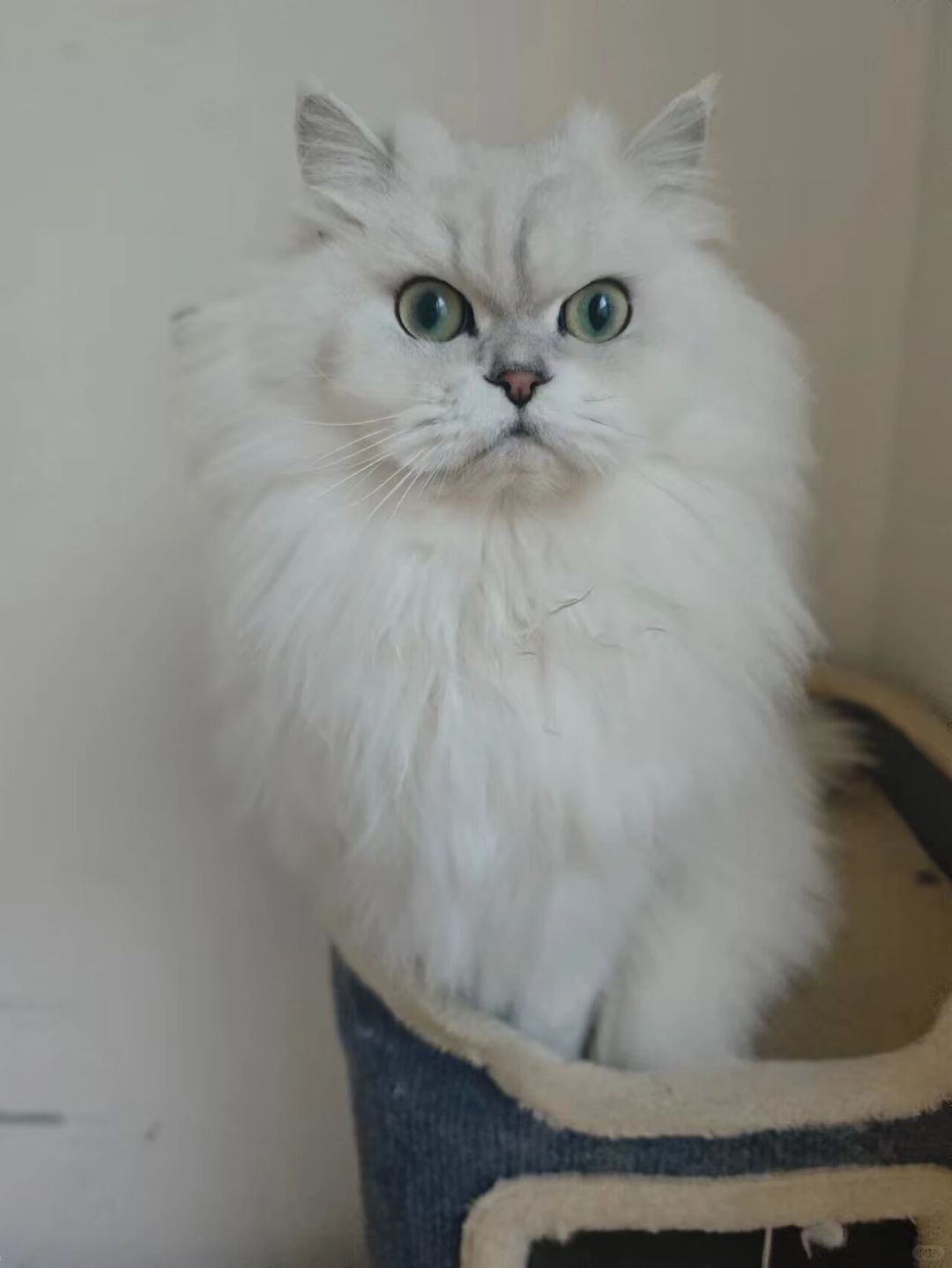 养猫真的是一件很治愈的事情鸭