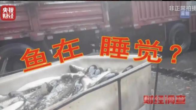 央视记者耗时两个月蹲守，揭开了水产市场的惊人黑幕：重庆、山东、安徽多地的活鱼竟被