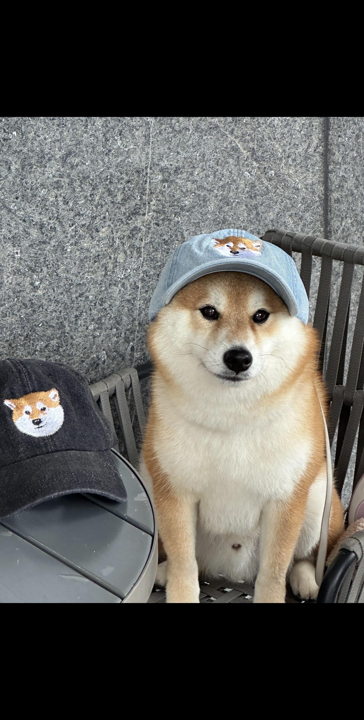 带的不是鸭舌帽，是统治区。