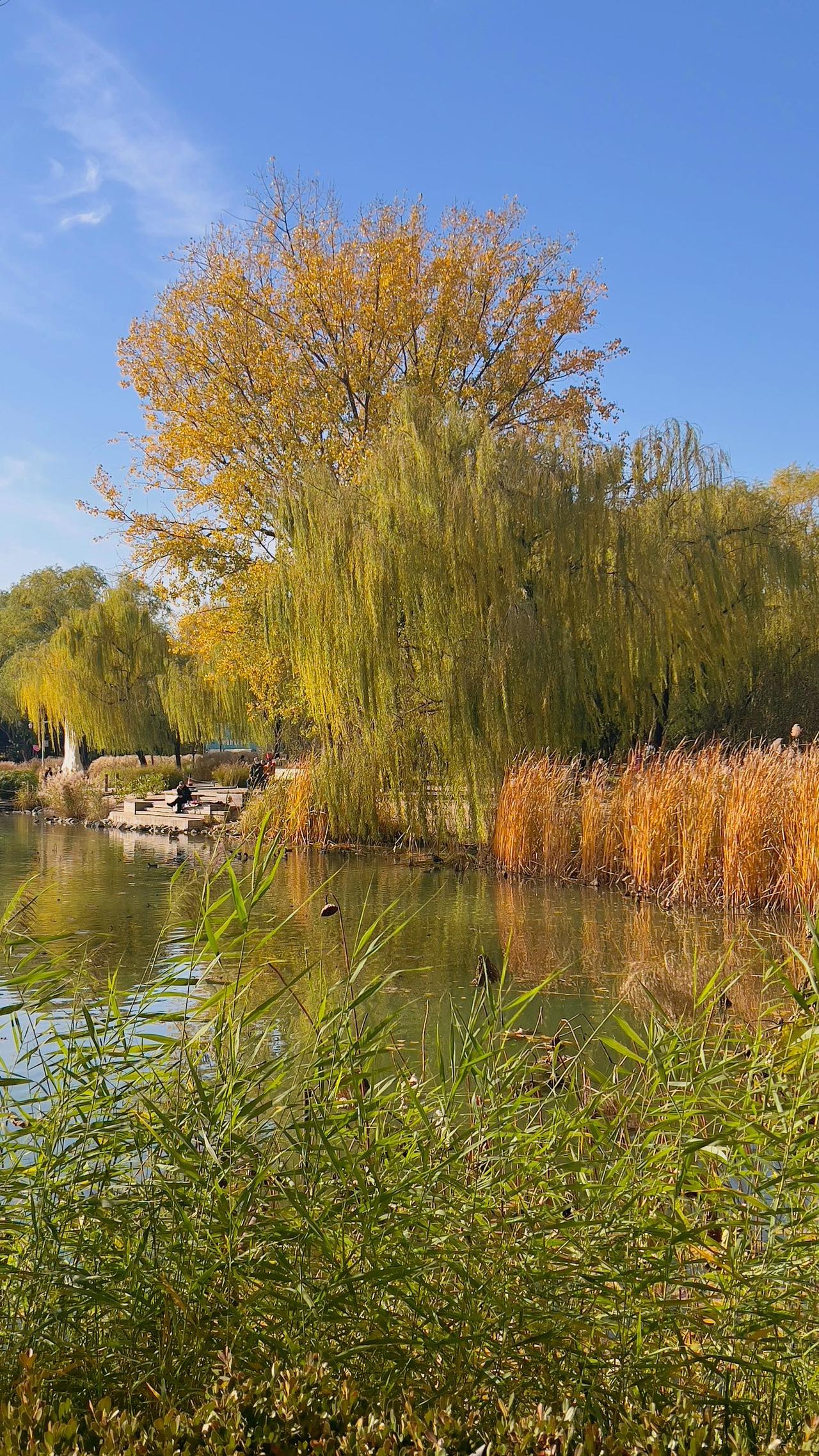 分享一张你手机里的树