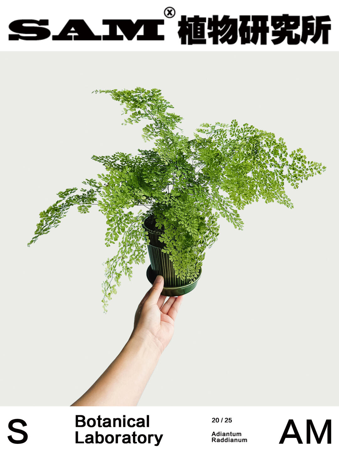 密叶铁线蕨｜Adiantum Venustum Don
