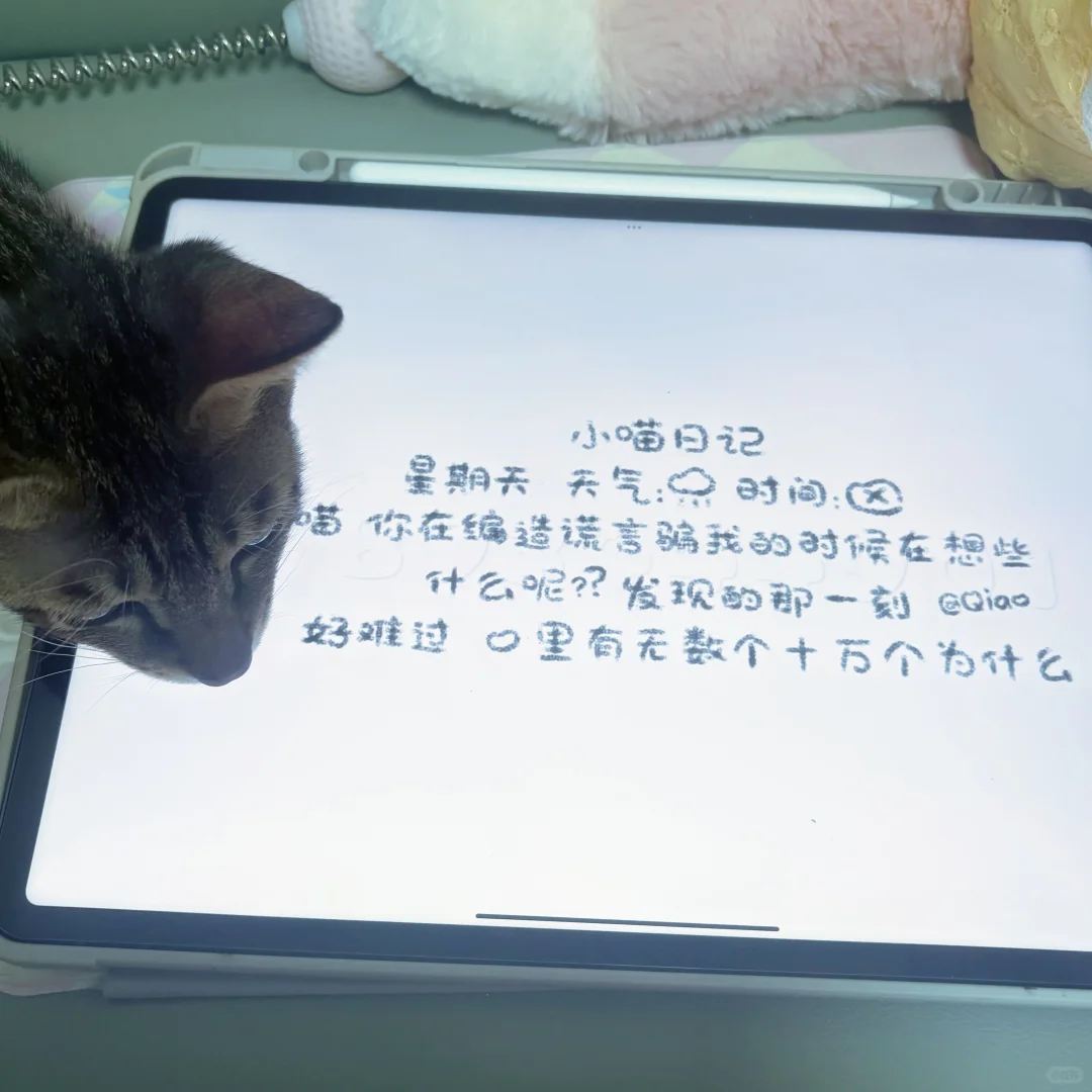 生活缝缝补补 小猫治愈着我