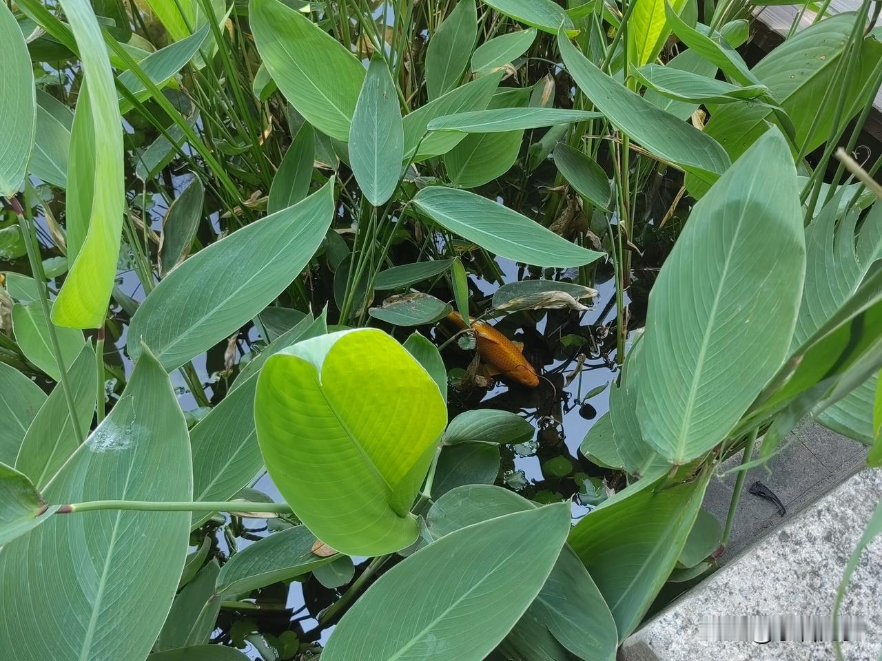 晚霞伴着夕阳醉
月光衬托清辉洒
难就难在前后都是同一种物象，晚霞亦是夕阳形成，清