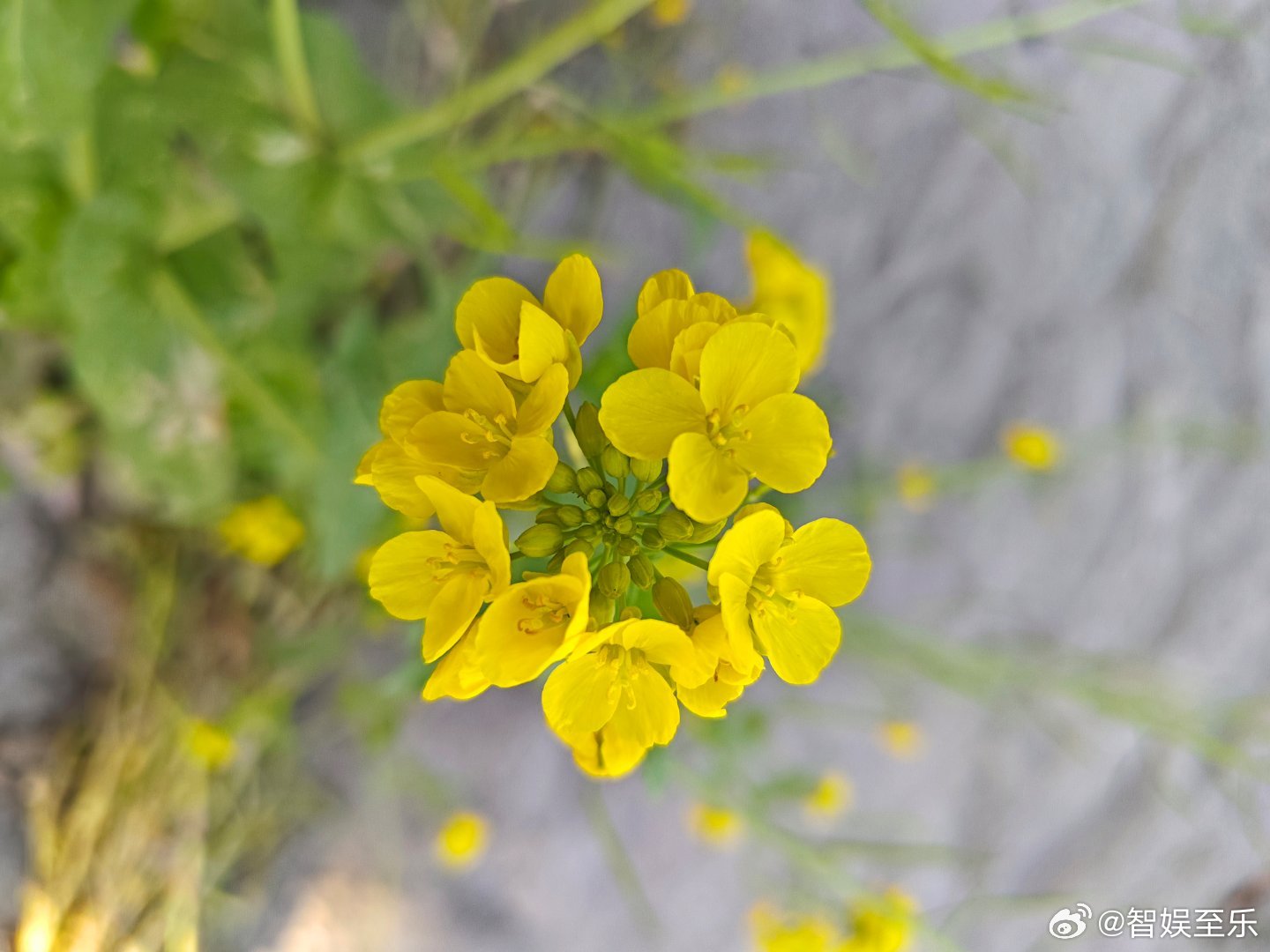 《等待》等清水带走尘埃待阳光烘干湿润等花香，待果熟等风来，待雨落等成长，待蓬勃等