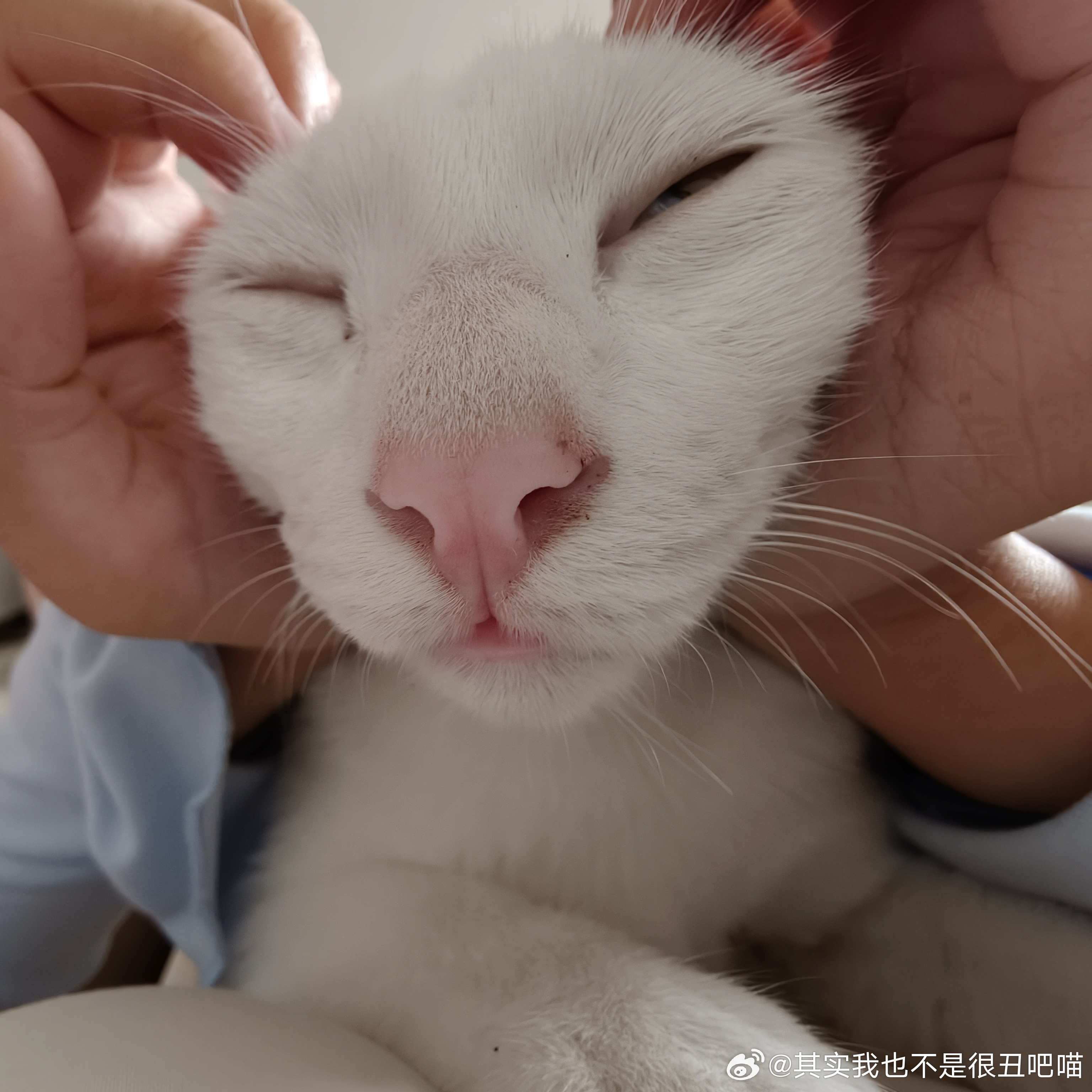 49206【丑猫】健胃消食片 