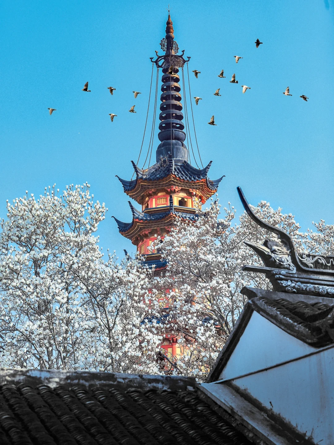 上春山 🌿苏州三月观赏玉兰花保姆级攻略！