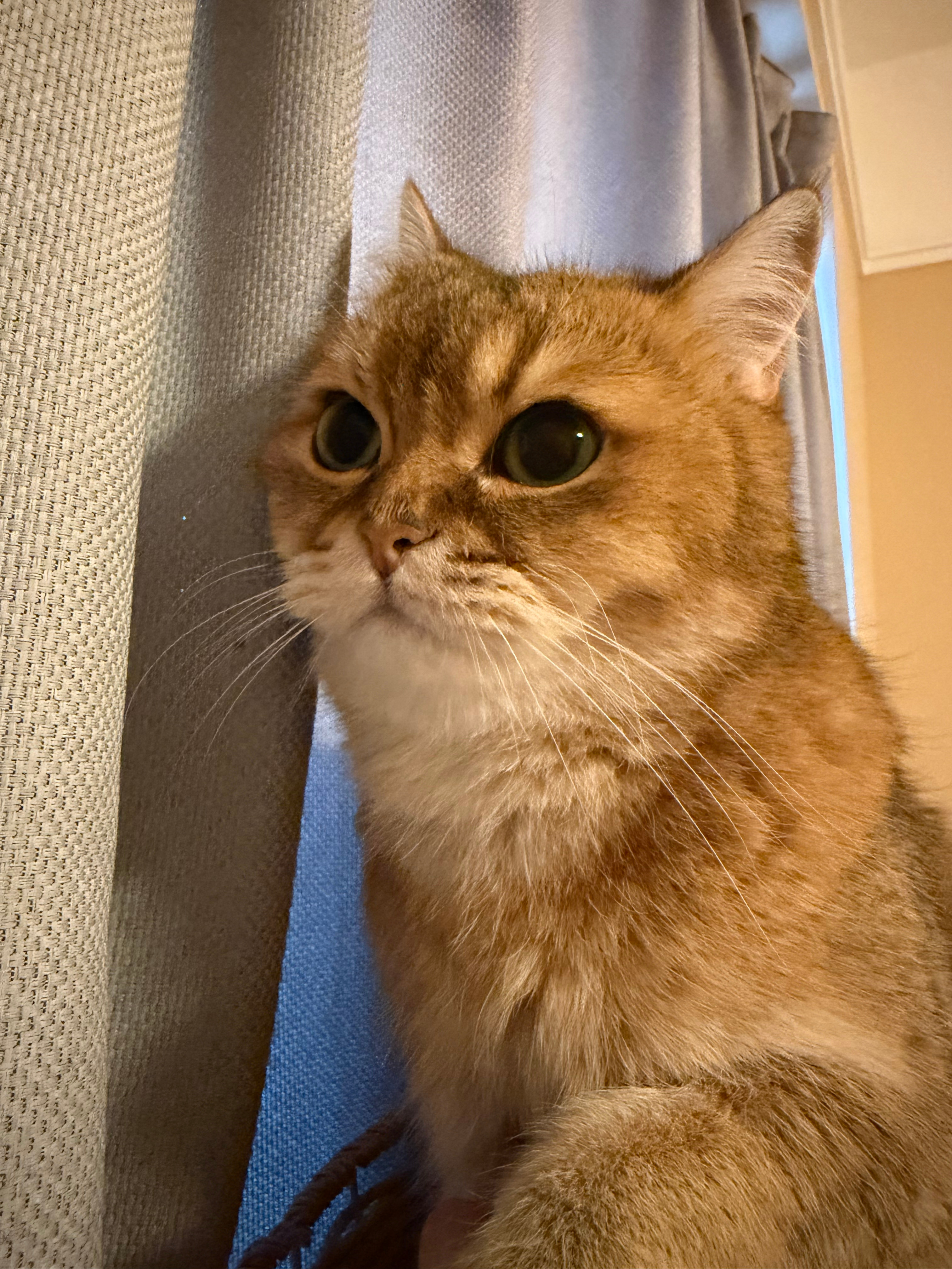好像光头 