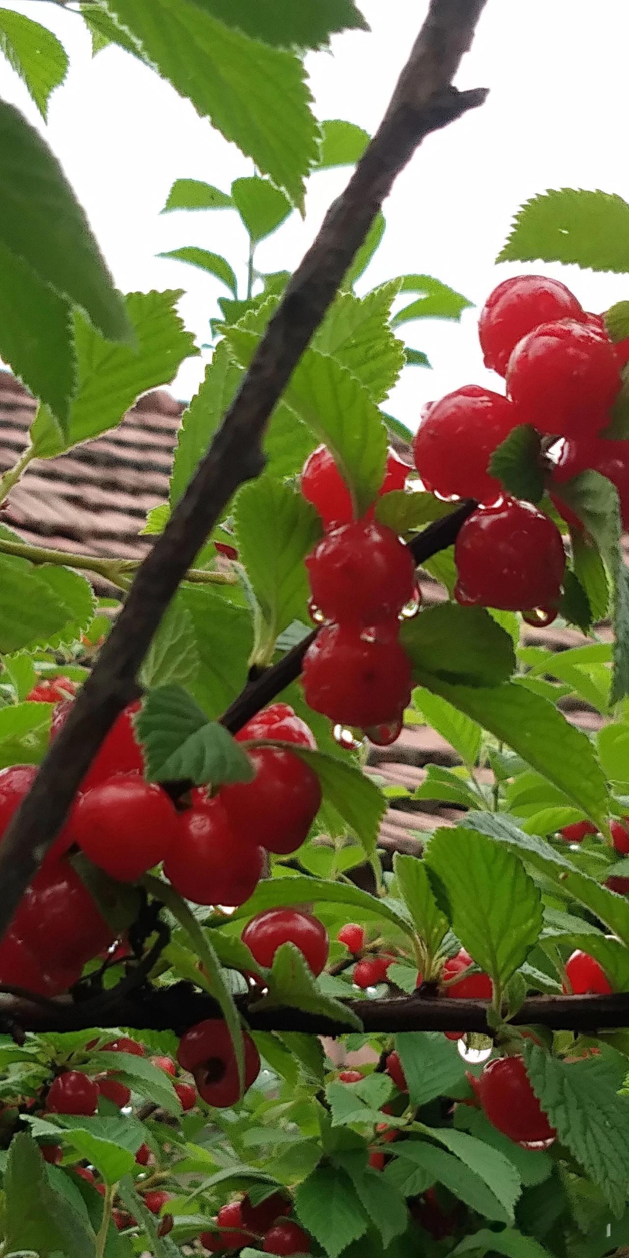 晒图笔记大赛雨后的樱桃枝上，挂满了一颗颗饱满的红玛瑙。圆润的果实红得发亮，像小姑