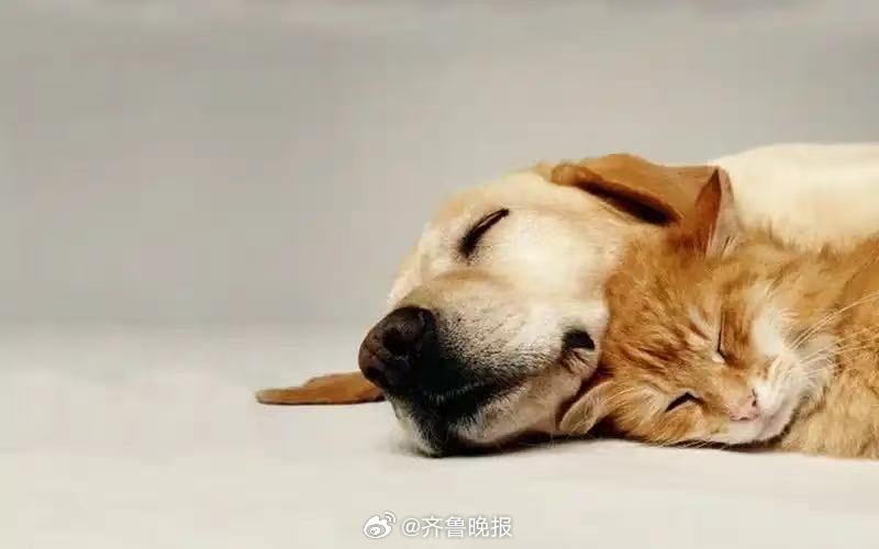 别让生活的压力挤走快乐，祝我们遇到的每个人都很真诚。#晚安# ​​​