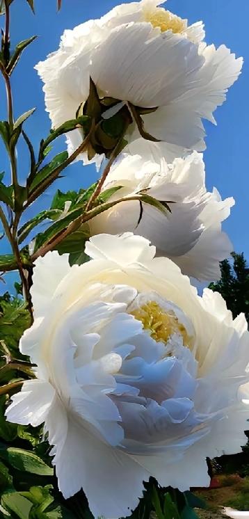 分享随手拍摄的树木和花草照片随手拍～