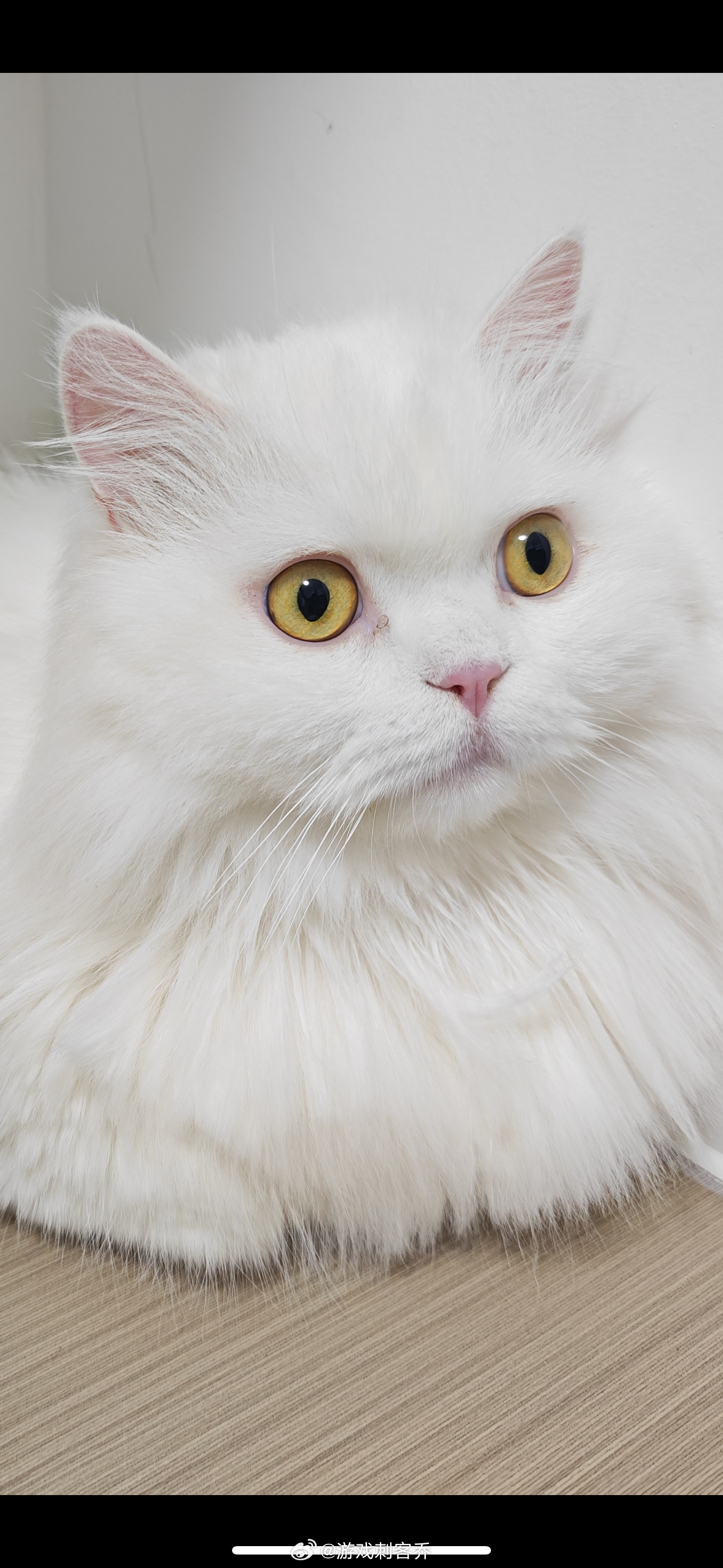 盛世猫颜猫咪摄影大猫日常吸猫萌宠