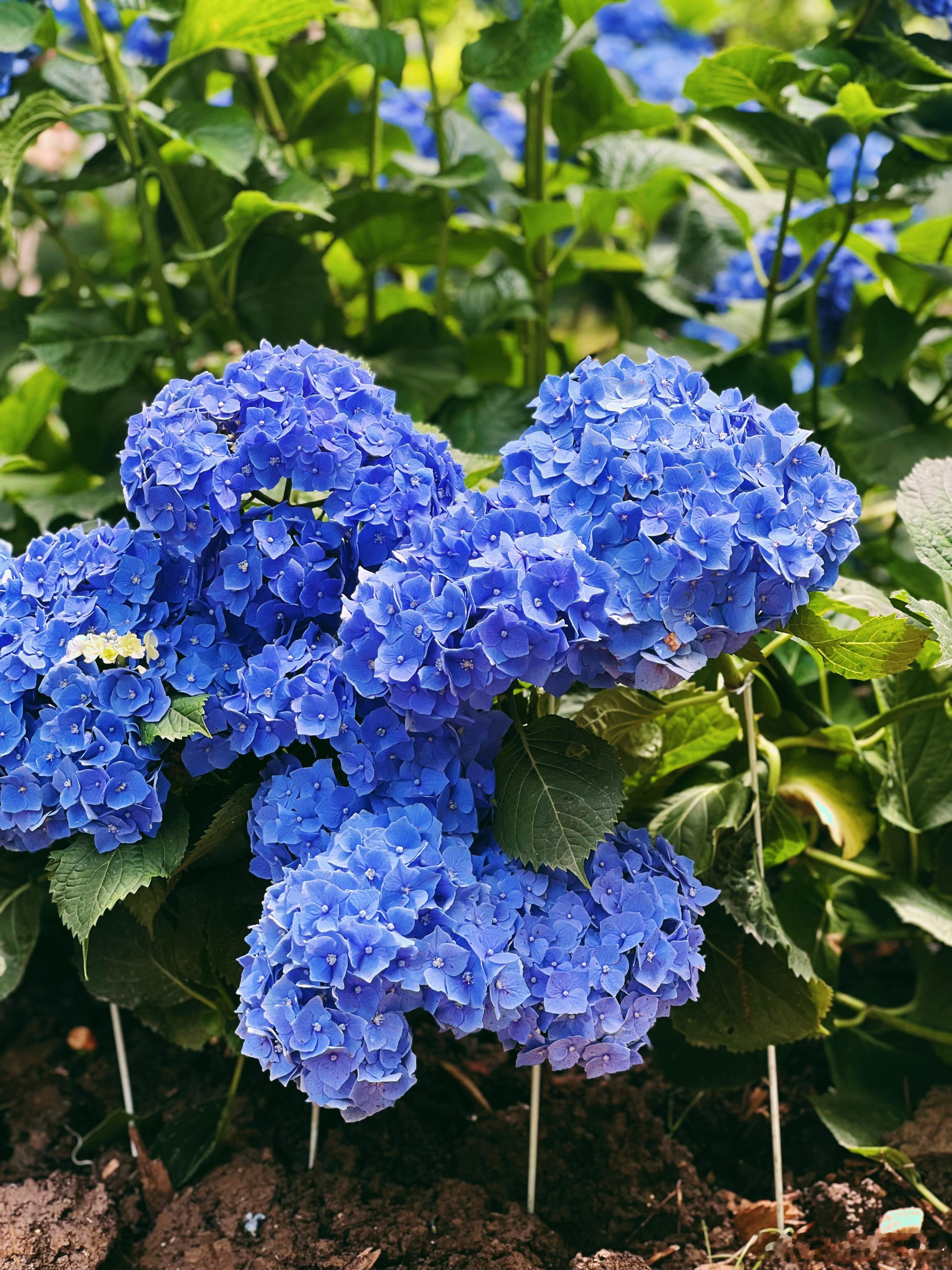 养花养花日记 绣球的季节。 