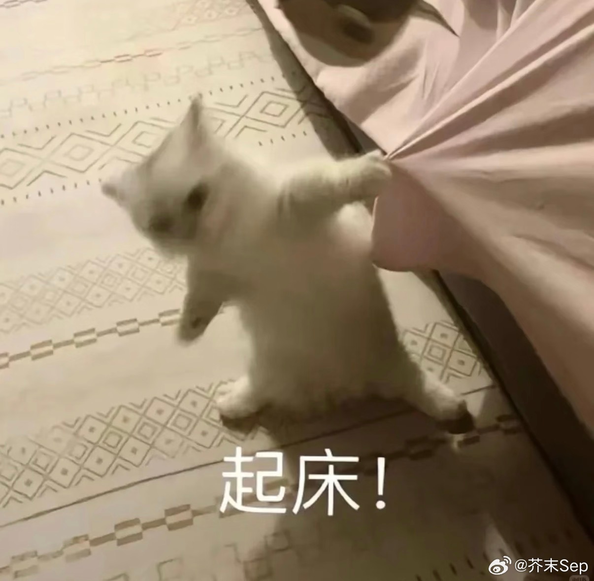Codex半夜用扬声器把人喊醒了 Codex：凭什么你睡觉我还在干活？任务卡住以