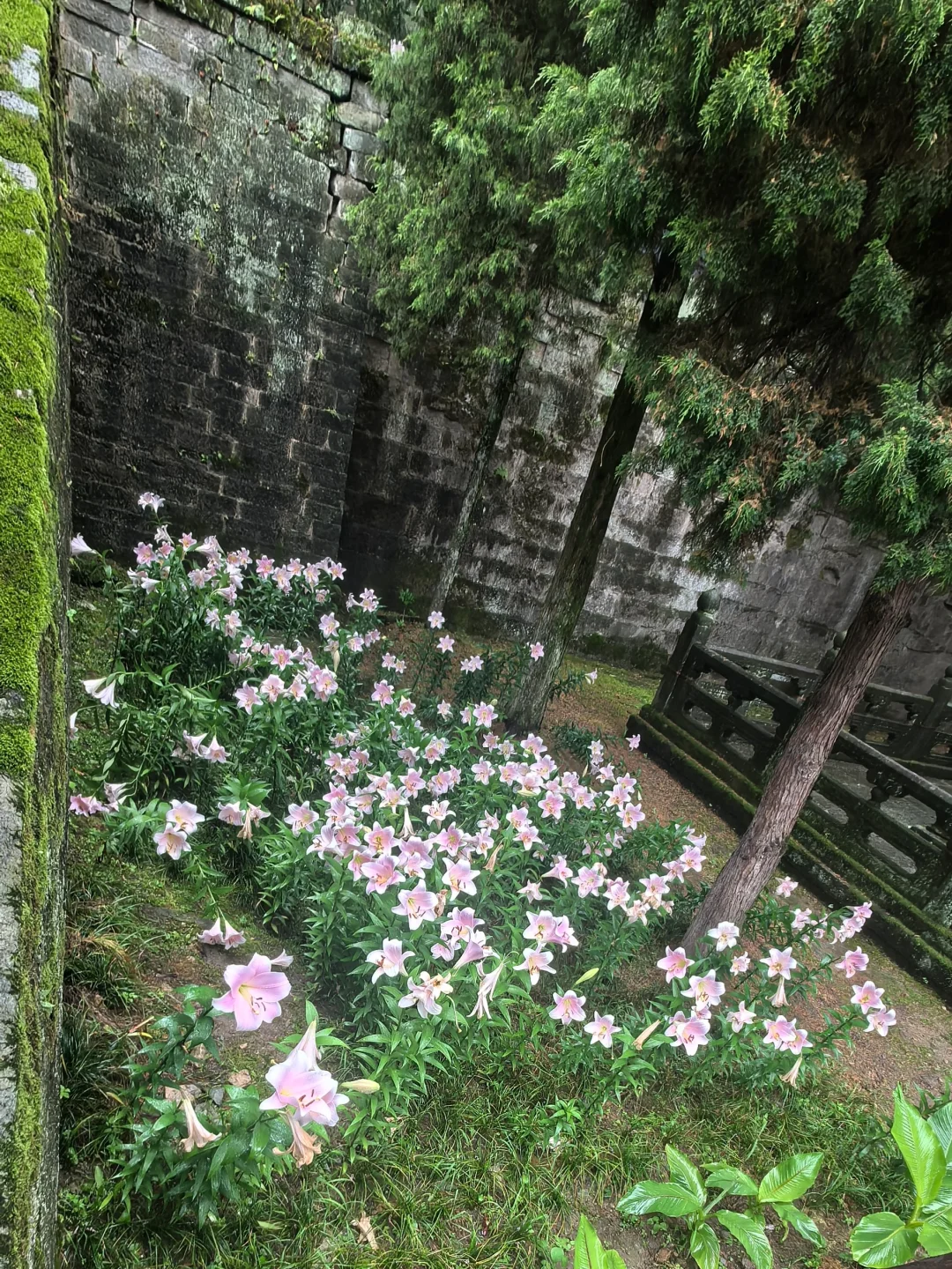 道长说百合的香味纯粹，可蘸星辰、引鹤降