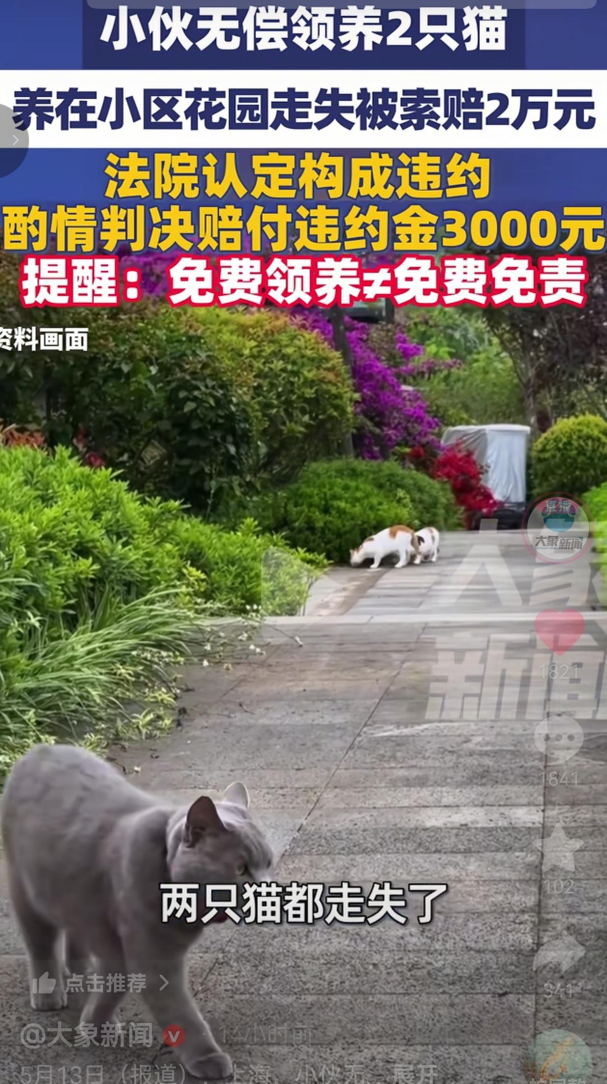 免费领养2只猫，弄丢了却被索赔2万！法院判了，这事给所有想白嫖的人上了一课！
 