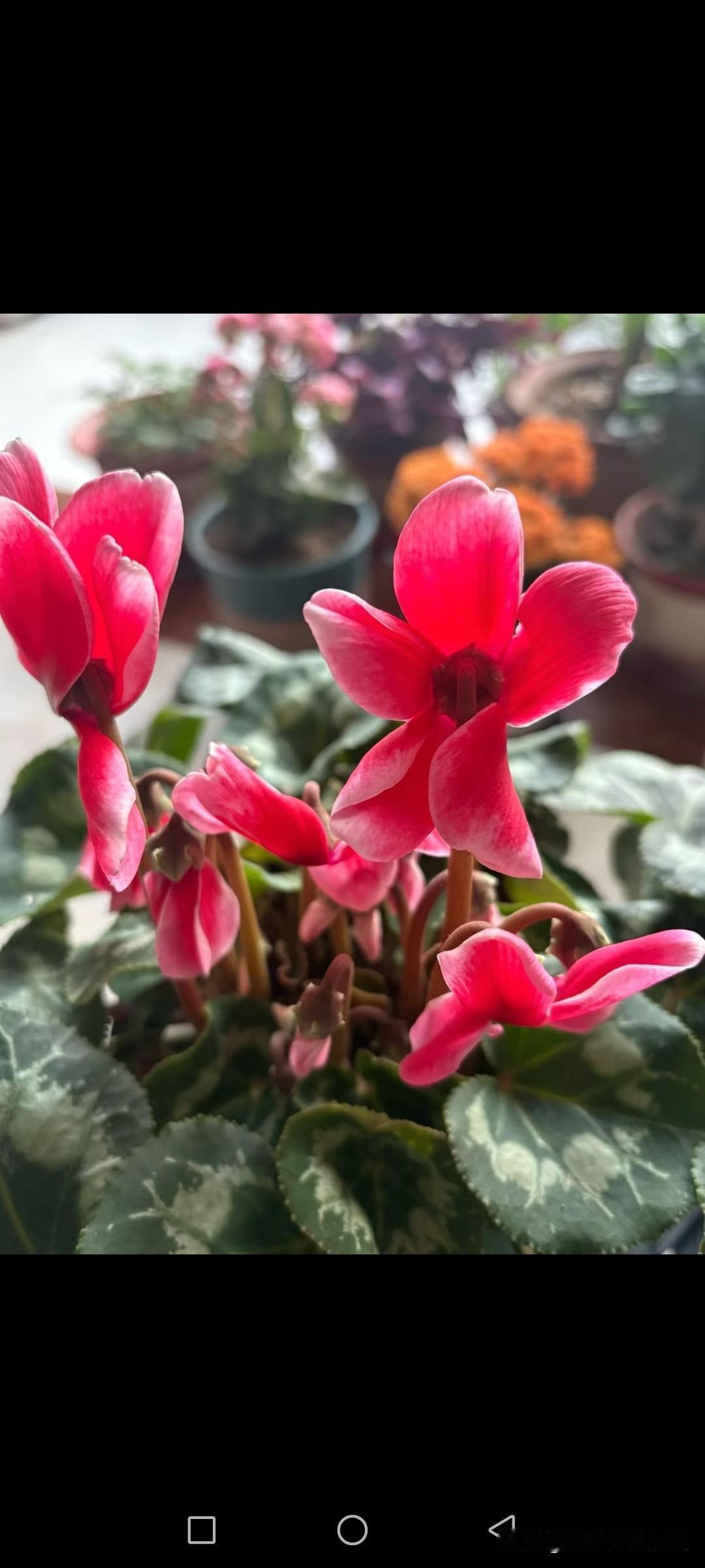 特朗普主动提出要和伊朗对话！

很多人都在问，这是不是准备不打了？其实事情没这么