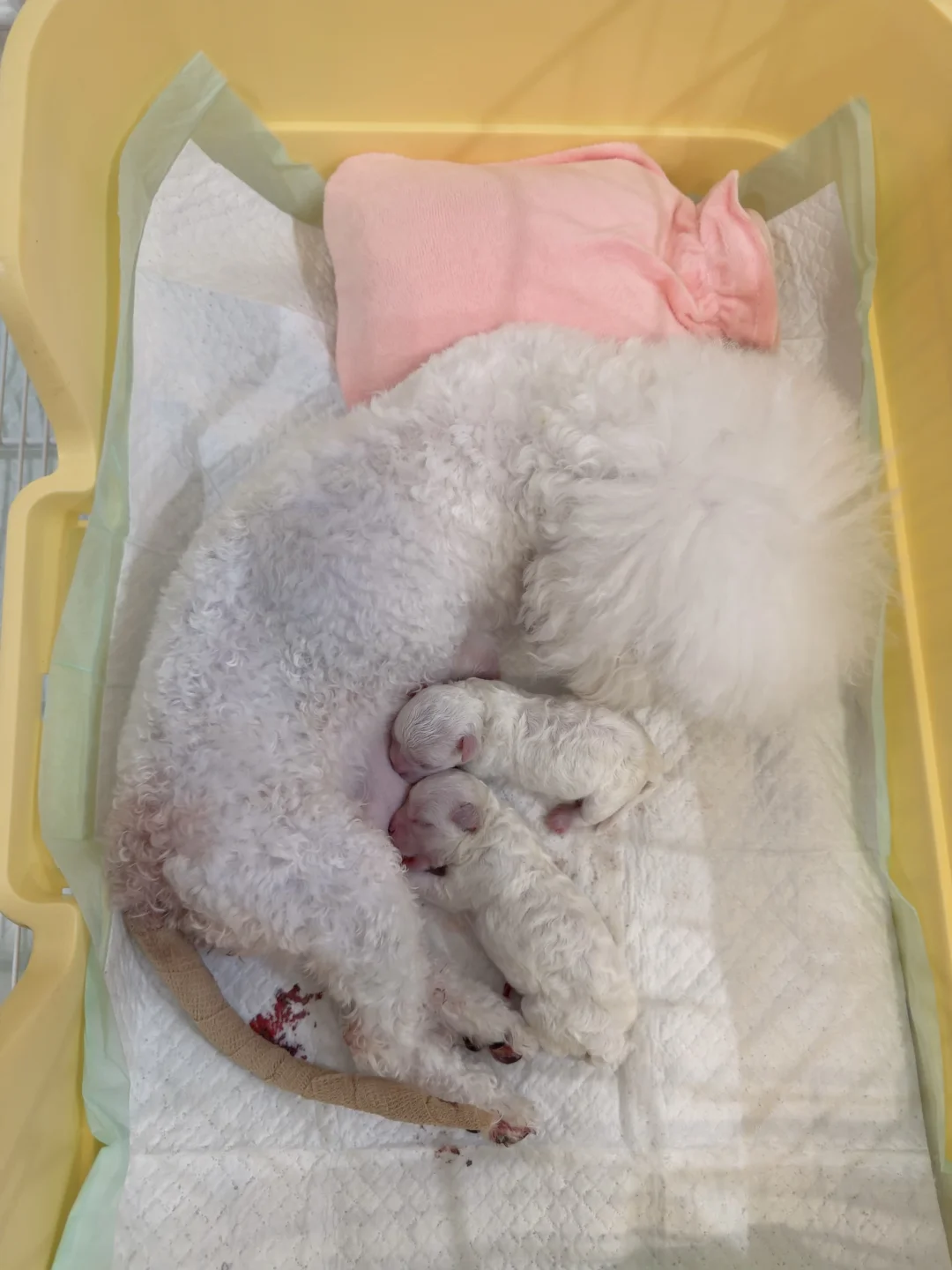 生了生了～喜提2只比熊宝宝