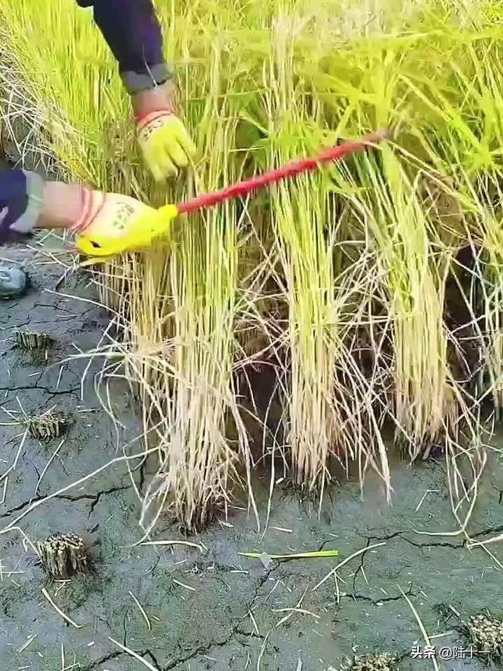 不仅见过，水稻收割的每一个环节都亲身经历过。

这里所说的不是现在的机械化收割，