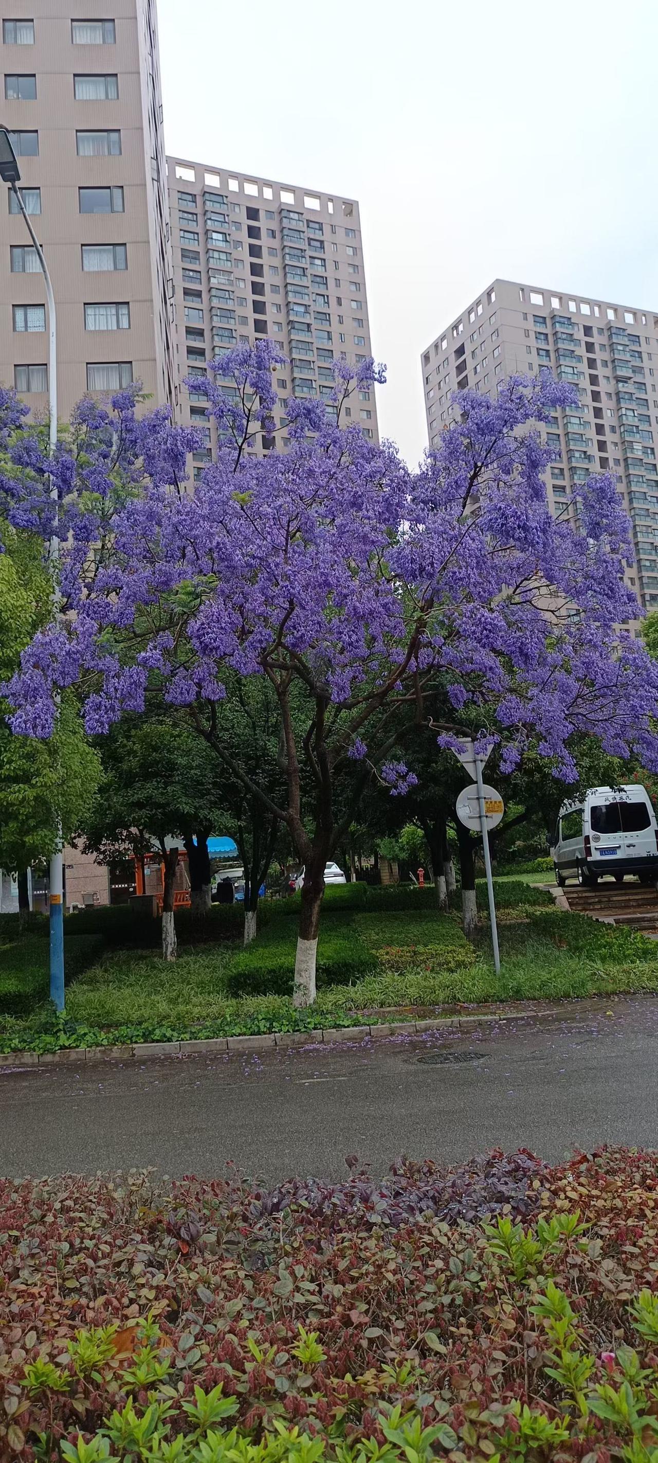 春城兰花楹