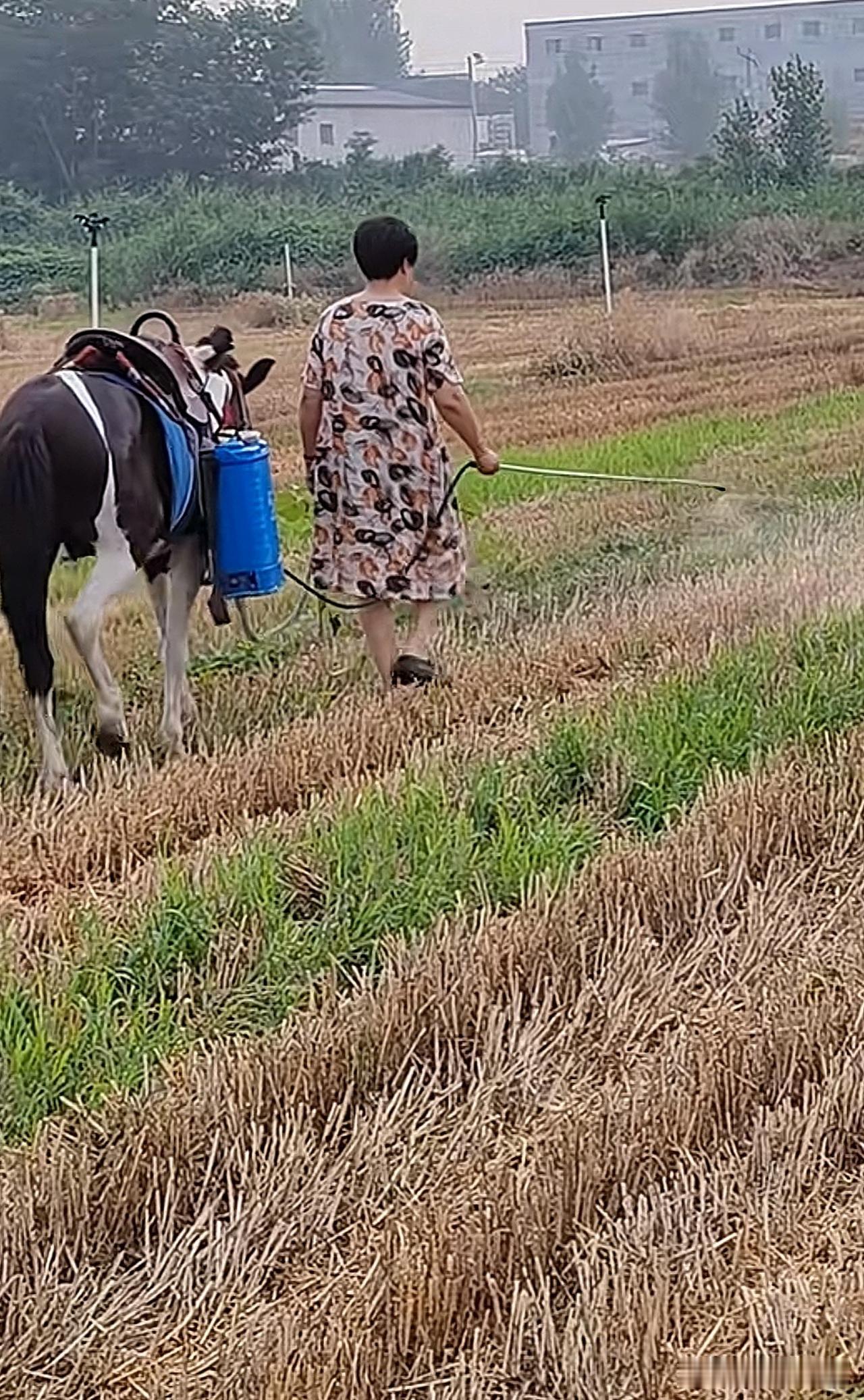 大妈打农药[呲牙]