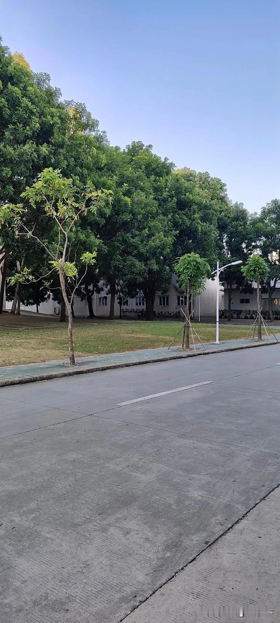 走在这样的路上，瞬间梦回校园时光！路边的树郁郁葱葱，远处的建筑安安静静，这氛围也