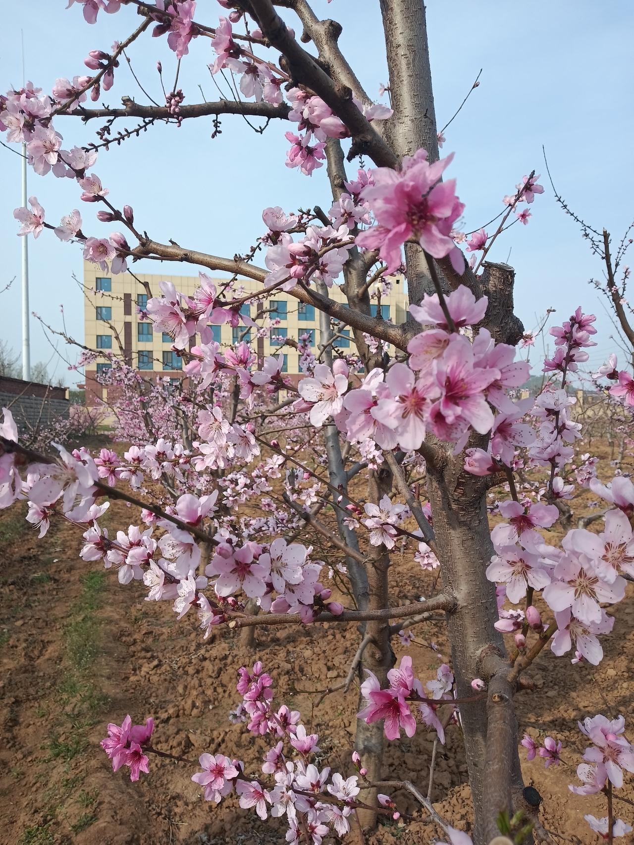 春日生活打卡季近几天里，肥城桃花节期间，我拍了几张桃花照片，让网友欣赏。