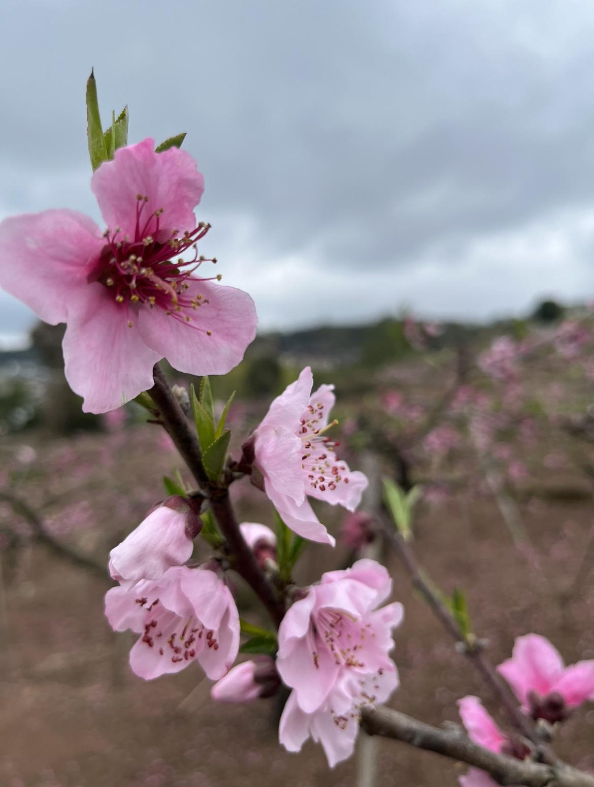 要去龙泉山上看桃花的，抓紧了！

今天，3月16日，开车到龙泉山去看桃花，天气略
