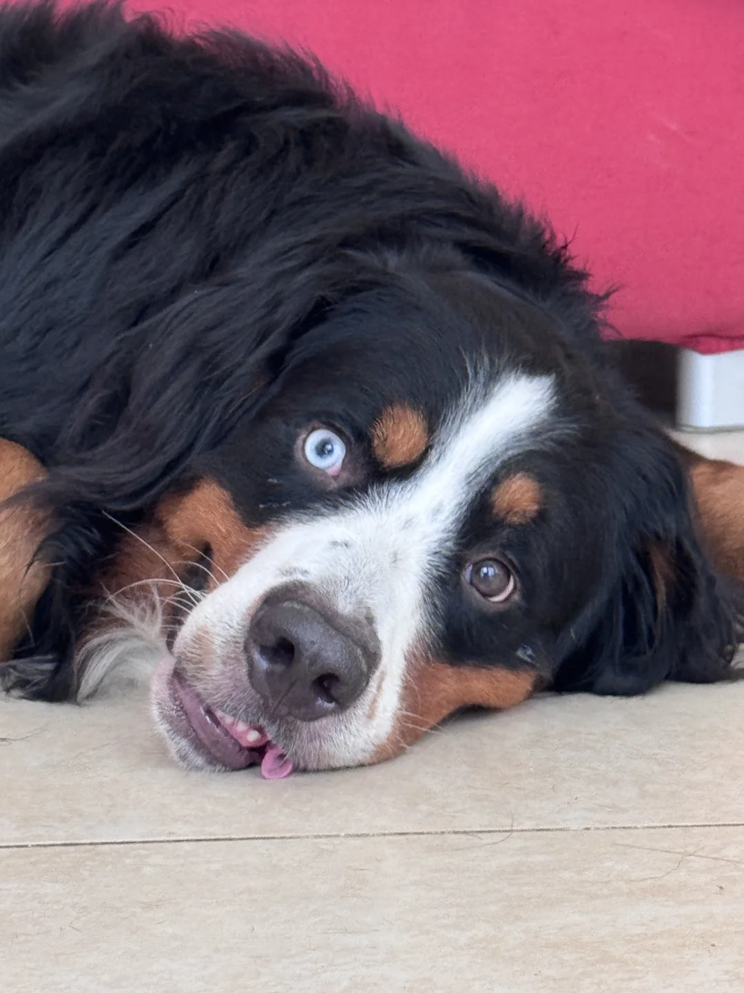 bj有没有伯恩山养狗群呀