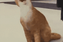 都播了什么剧？不是说都是爆剧吗？怎么还亏？