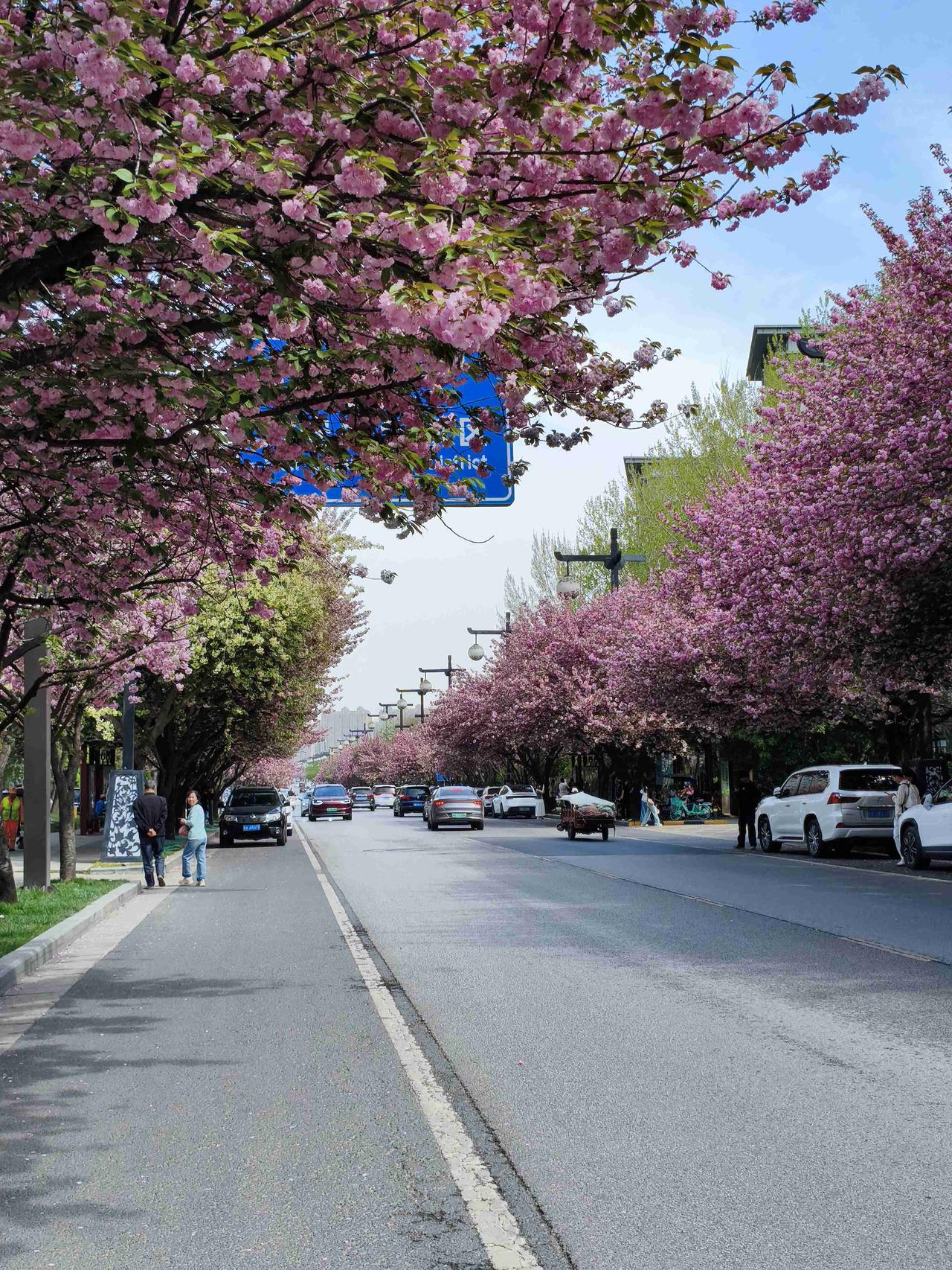 走，到曲江池西路看樱花！

这段时间各种花儿像约好了似的，不是你开就是他开，小区
