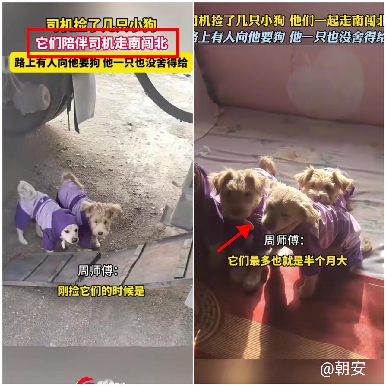 暖到心窝里！

山东烟台货车司机捡回一窝半个月大的奶狗，怕它们被车碾死，愣是掰开