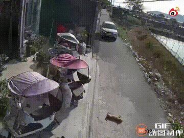一户人家门前，一只小狗躺在路边晒太阳，这时一辆小车开过来，车主发现了小狗，于是按