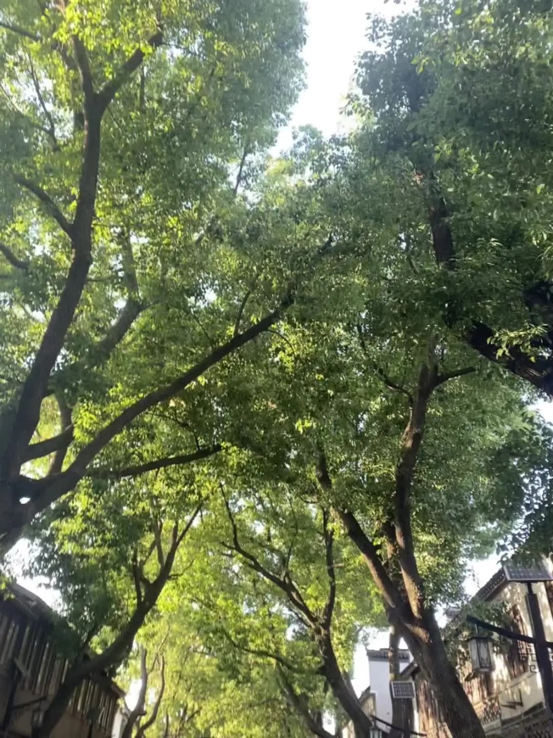 早上的世界那么美好