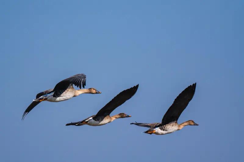 上联：目送云边千里雁；白云邀对。挥手江流万里船。