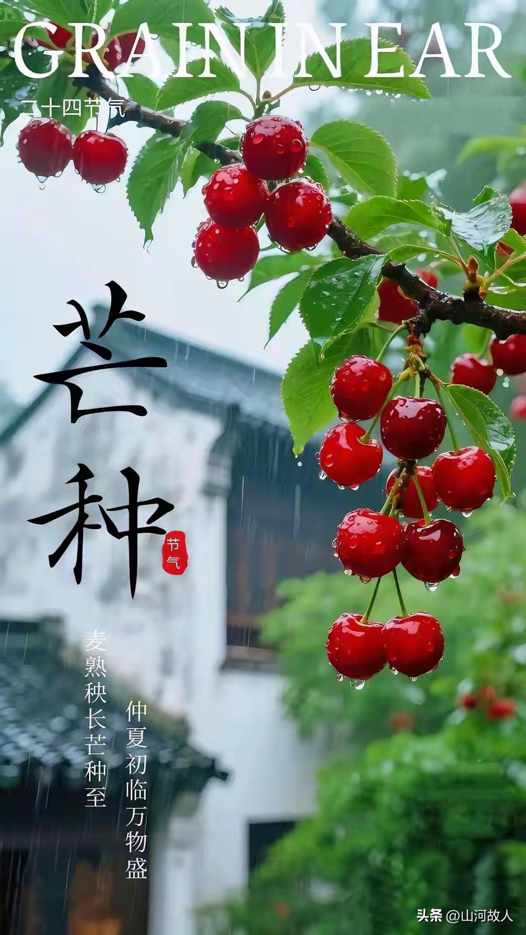 “芒种在午前，六月大雨连；芒种在午后，六月旱死牛”，今年芒种落在哪一时辰？六月偏