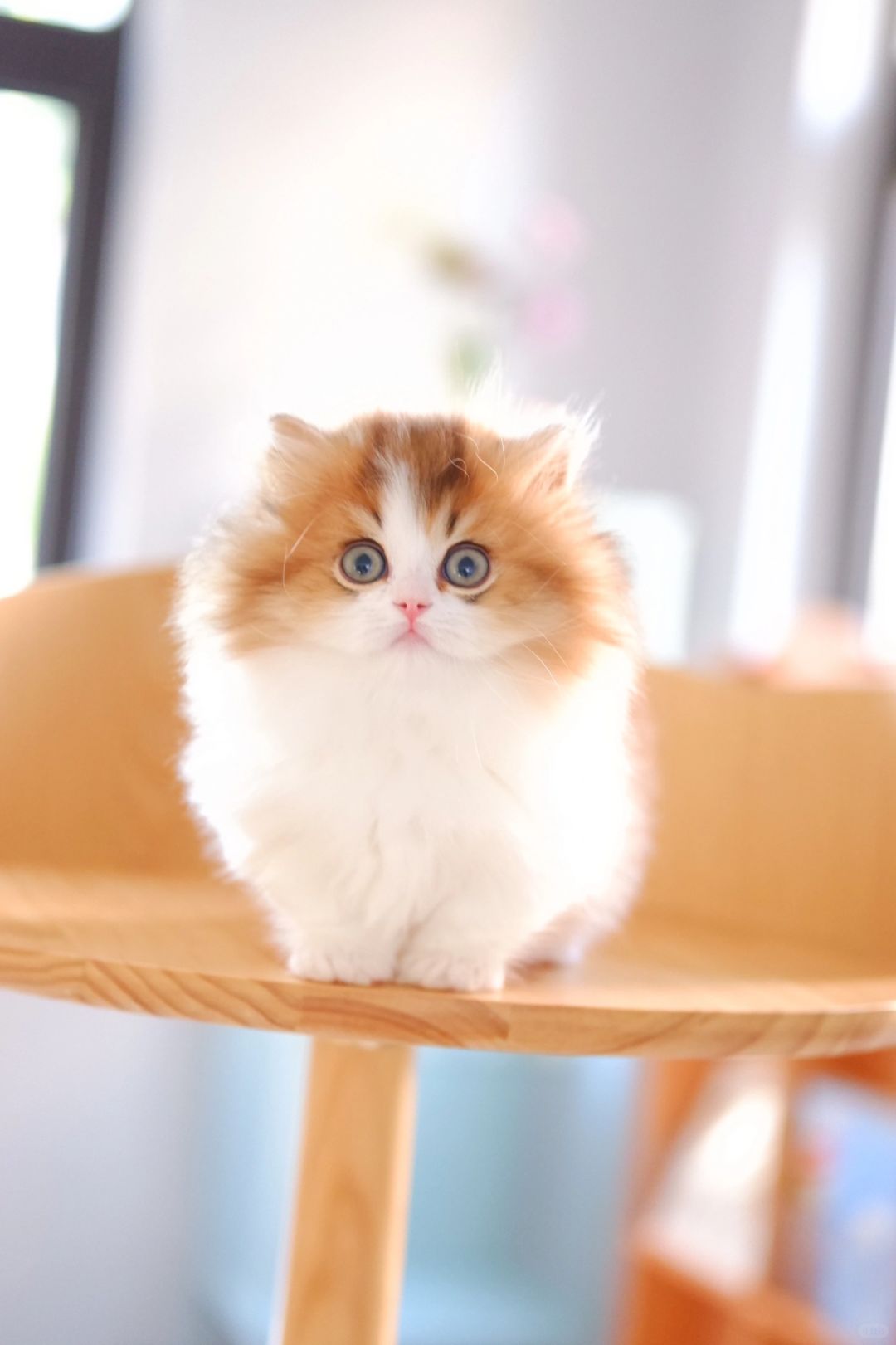 如果这都不能令你心动💓 金白米努特矮脚猫