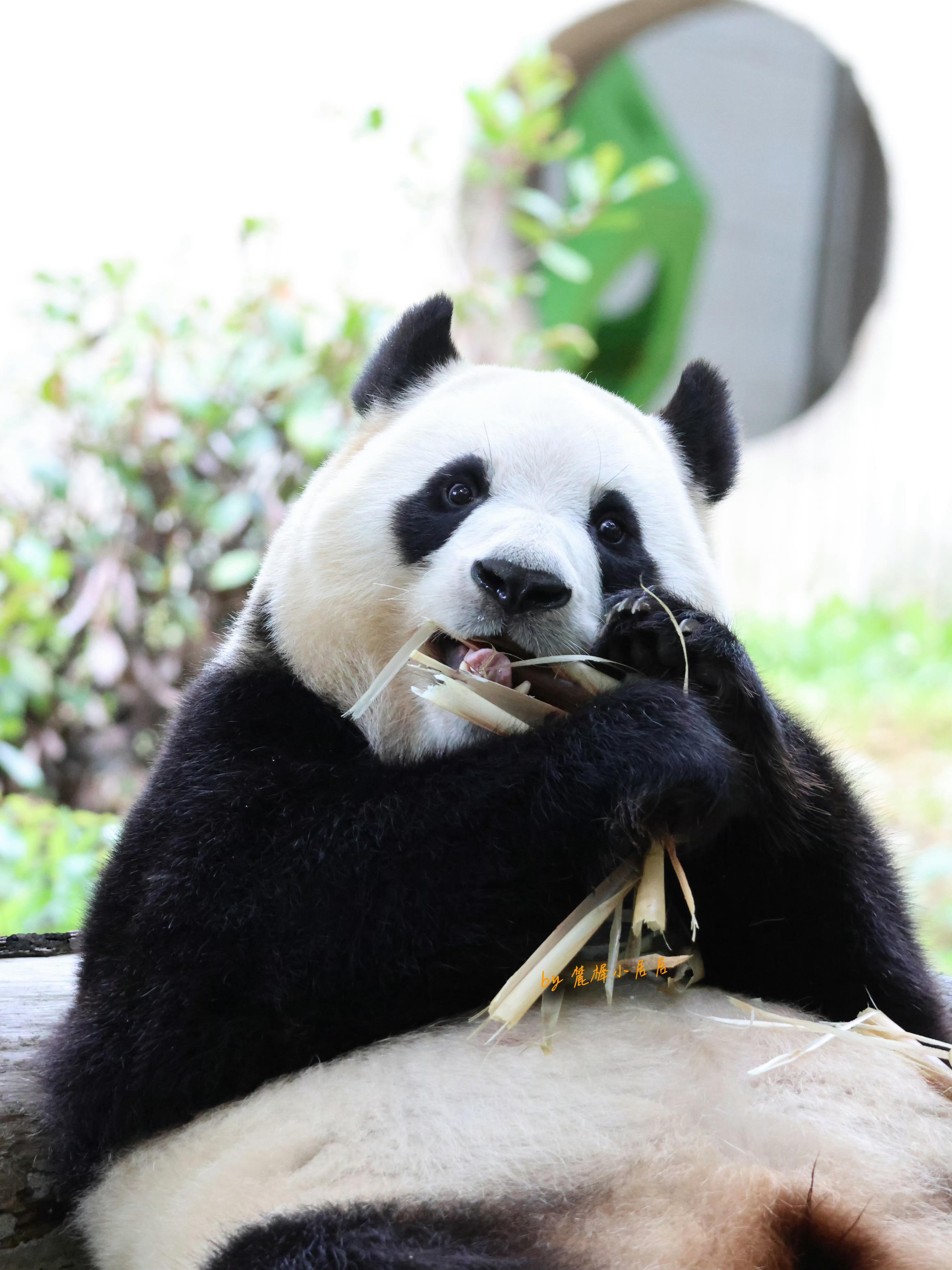 熊猫守护者 🐼森林驿站🌳熊猫之趣，令人心生欢喜。它们天真纯粹的模样总能治愈人