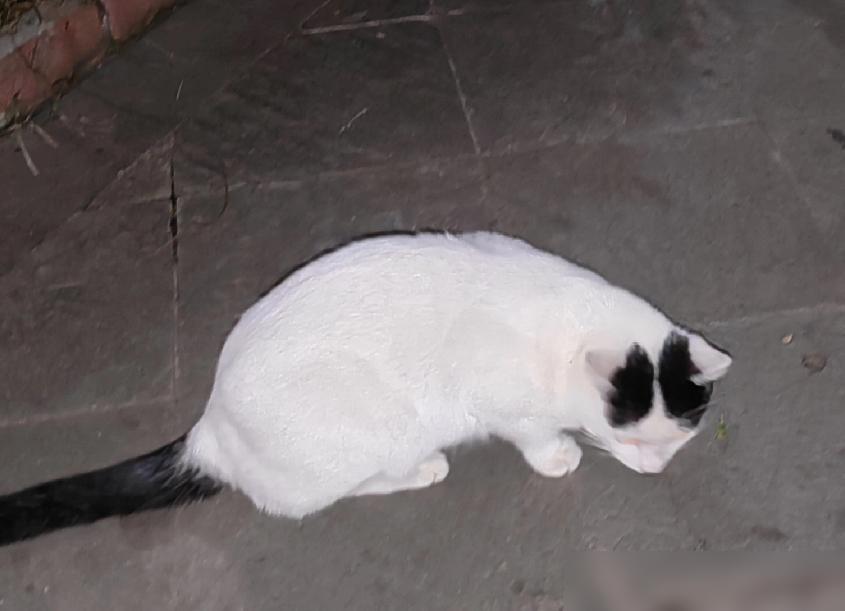 小区里有一只漂亮的流浪猫，浑身雪白，看上去雍容自在，一点也不比家养的猫咪差。
