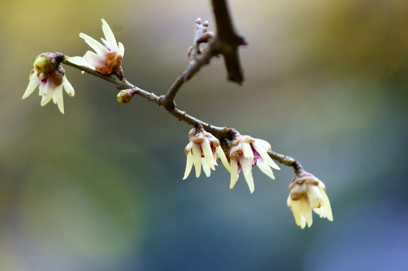上联：风摇雪影梅香远，邀您对下联云天耸立木棉高