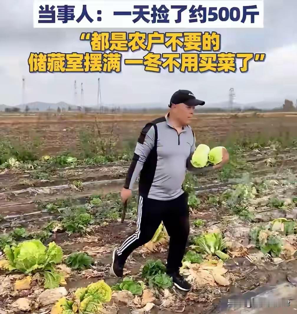 河北夫妻开车到内蒙古捡500斤菜，合法吗？

关于河北夫妻开车到内蒙古捡取500