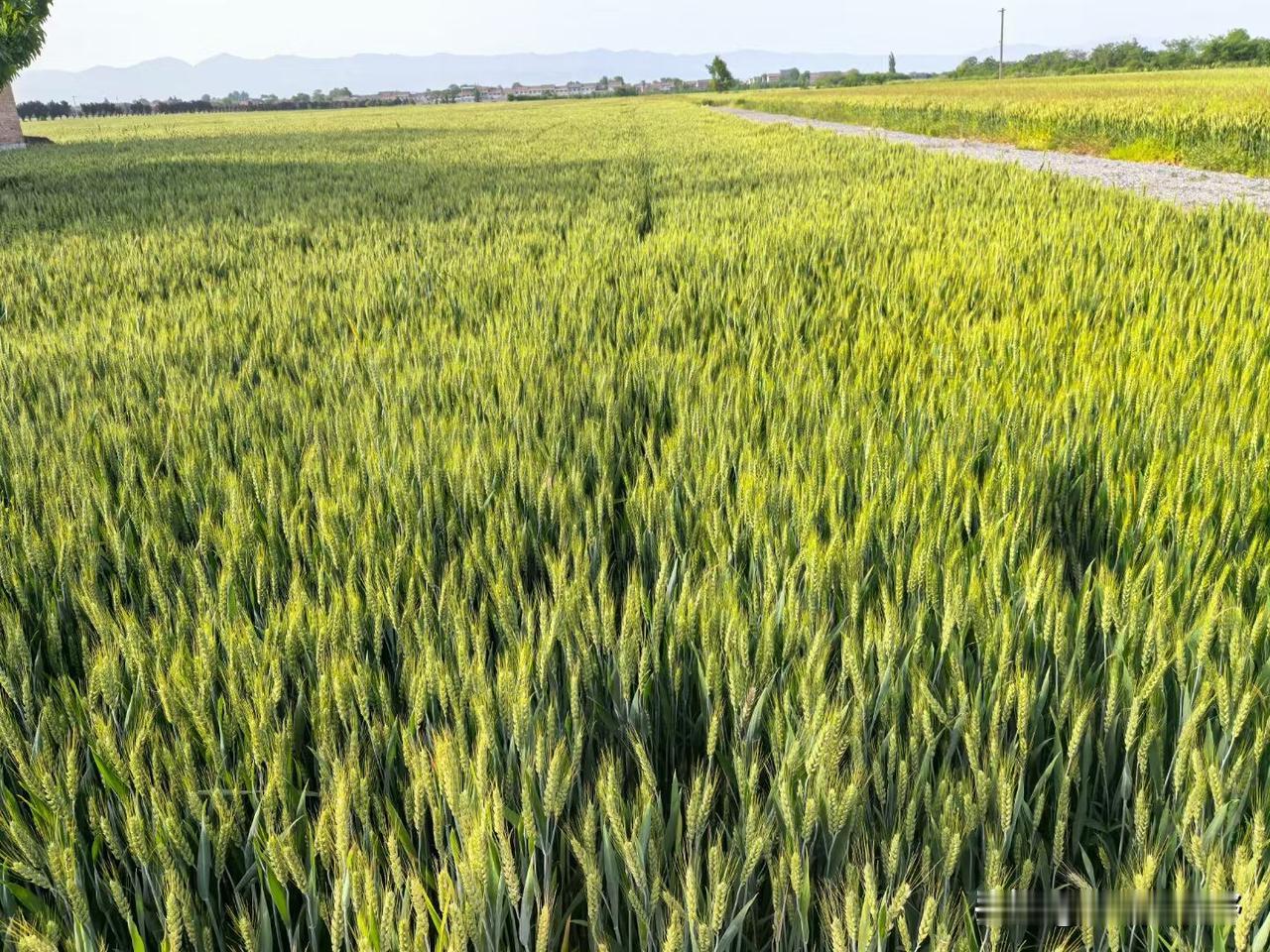 凤翔马村金黄麦浪，丰收在望！🌾🌾🌾麦浪喜悦 三月的麦浪 麦浪季 凤来丰收节