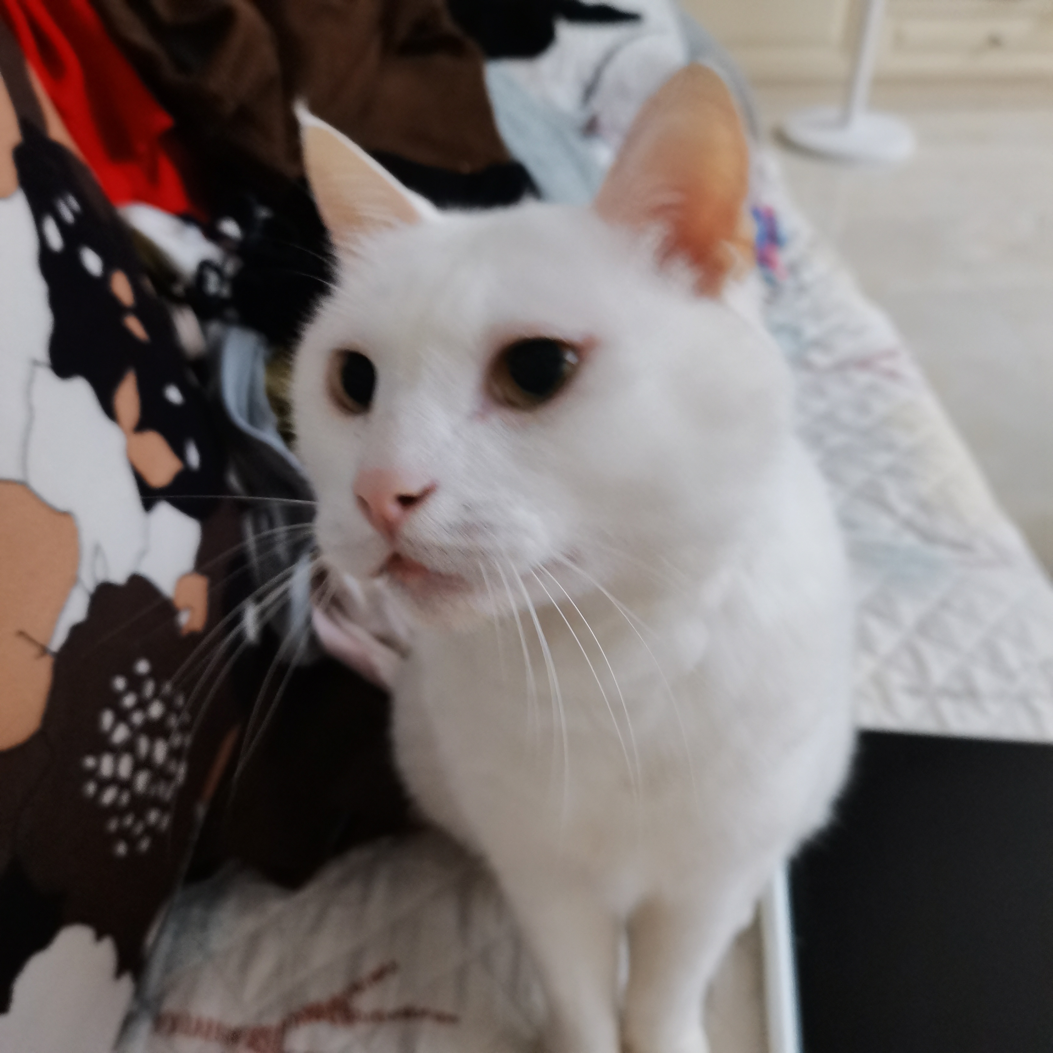 家咪最萌的时候就是贪吃的时候 