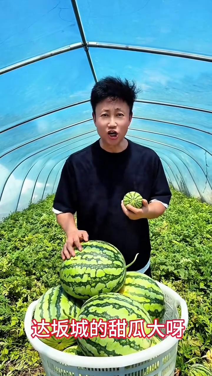 摘西瓜现场演唱。
耿为华。
达坂城的甜瓜大呀，西瓜大又甜。不知情的人儿他摘瓜，甜