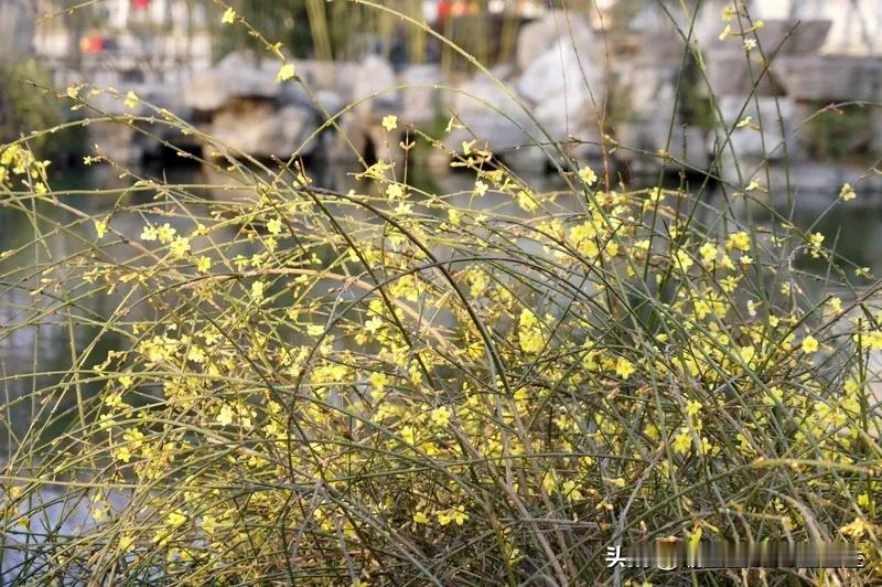 古诗“金英翠尊带春寒，黄色花中有几般”描
写的是春季花卉
迎春花

这是白居易描