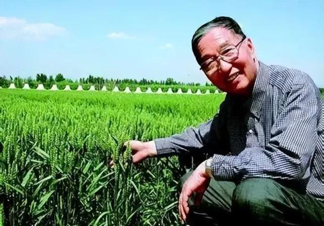 中国又出了一位"后稷"！他扎根麦田五十载，让全国小麦增产近7000万吨，喂饱数亿