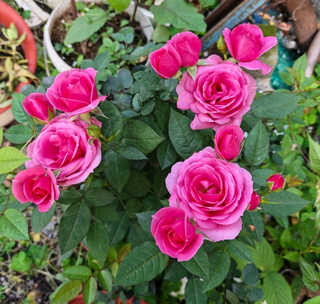 这花真好看，不知道是月季还是玫瑰？每天早起打卡