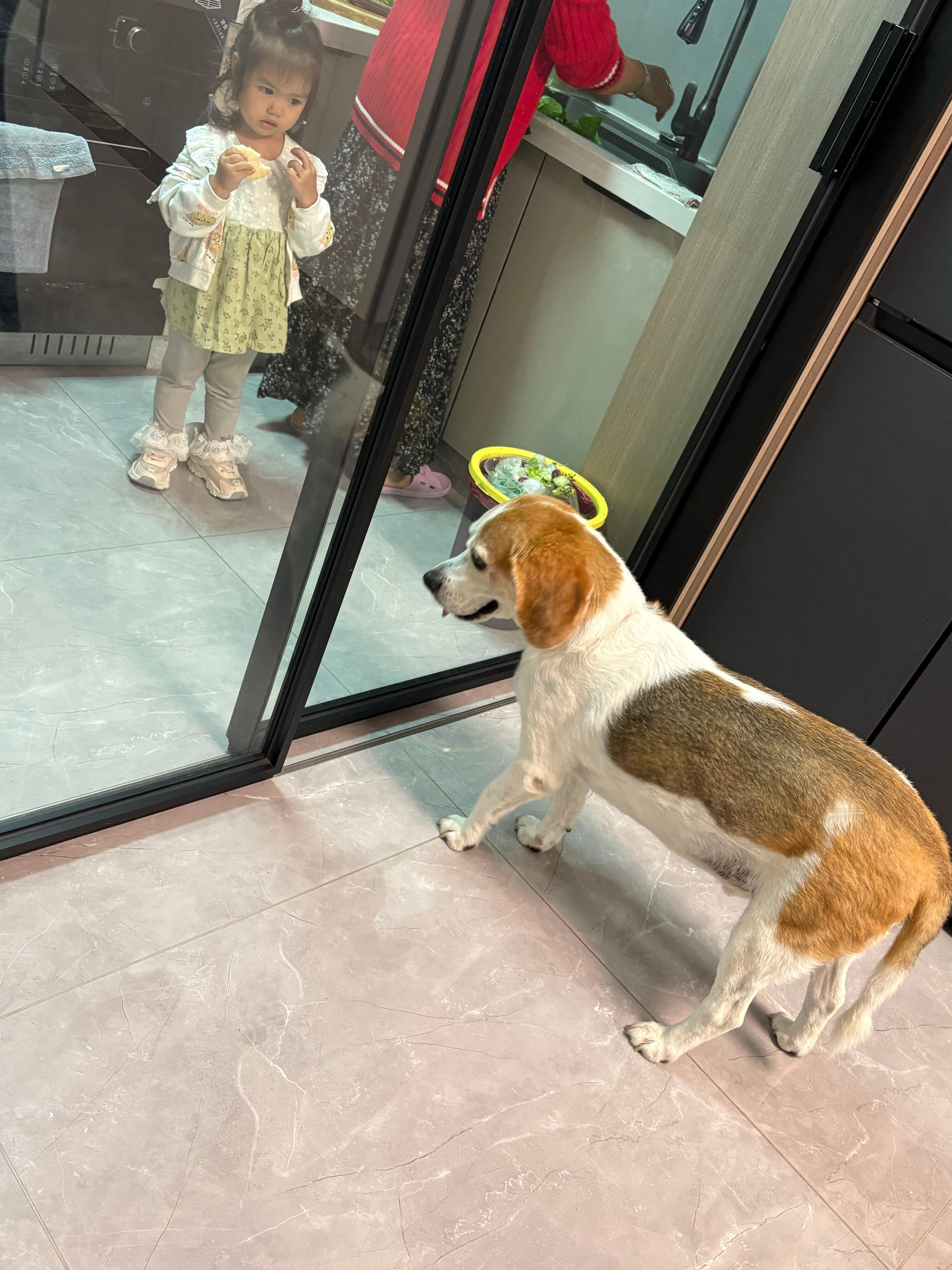 狗视眈眈 ​​​